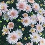 菊展