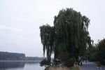 大柳树