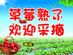 草莓采摘