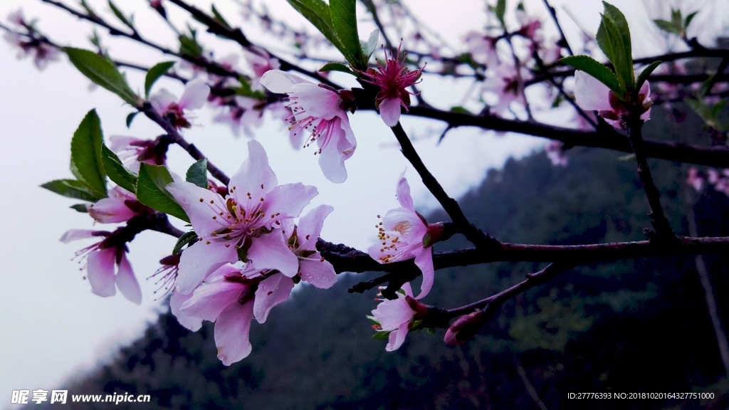 春日桃花