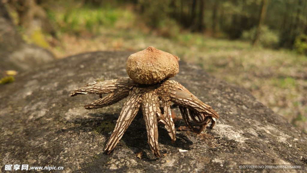孢子类植物
