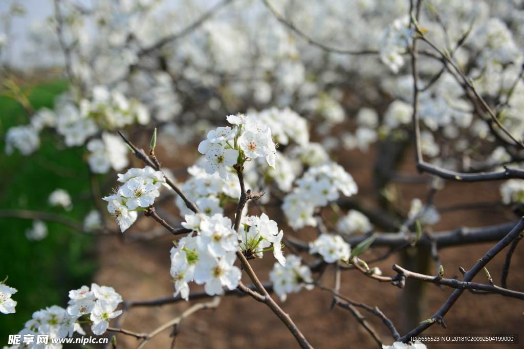 梅花 花 背景 高精度图片 摄