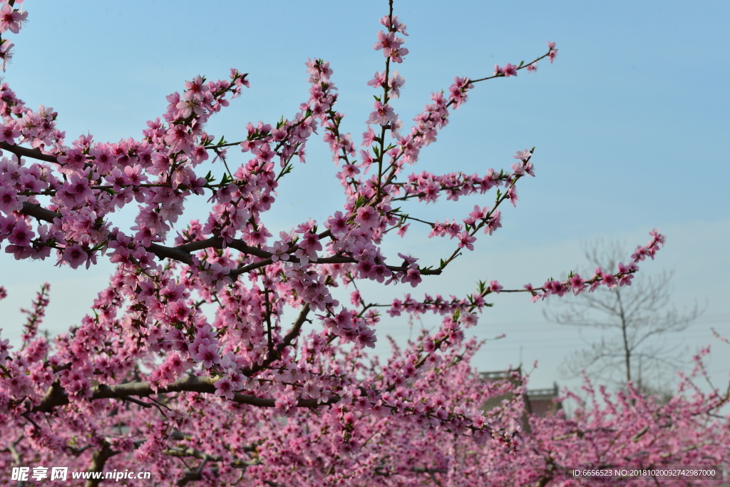 梅花 花 背景 高精度图片 摄