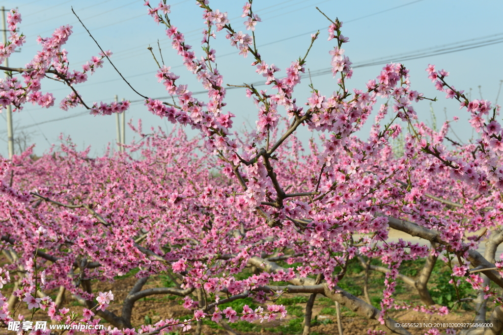 梅花 花 背景 高精度图片 摄