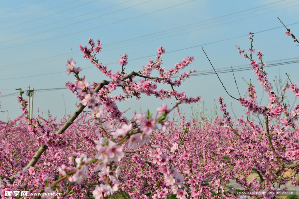 梅花 花 背景 高精度图片 摄