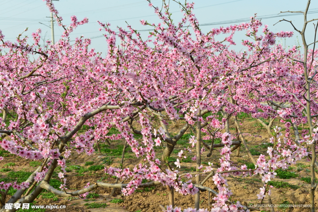 梅花 花 背景 高精度图片 摄