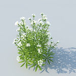 C4D植物模型