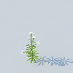 C4D植物模型