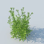 C4D植物模型