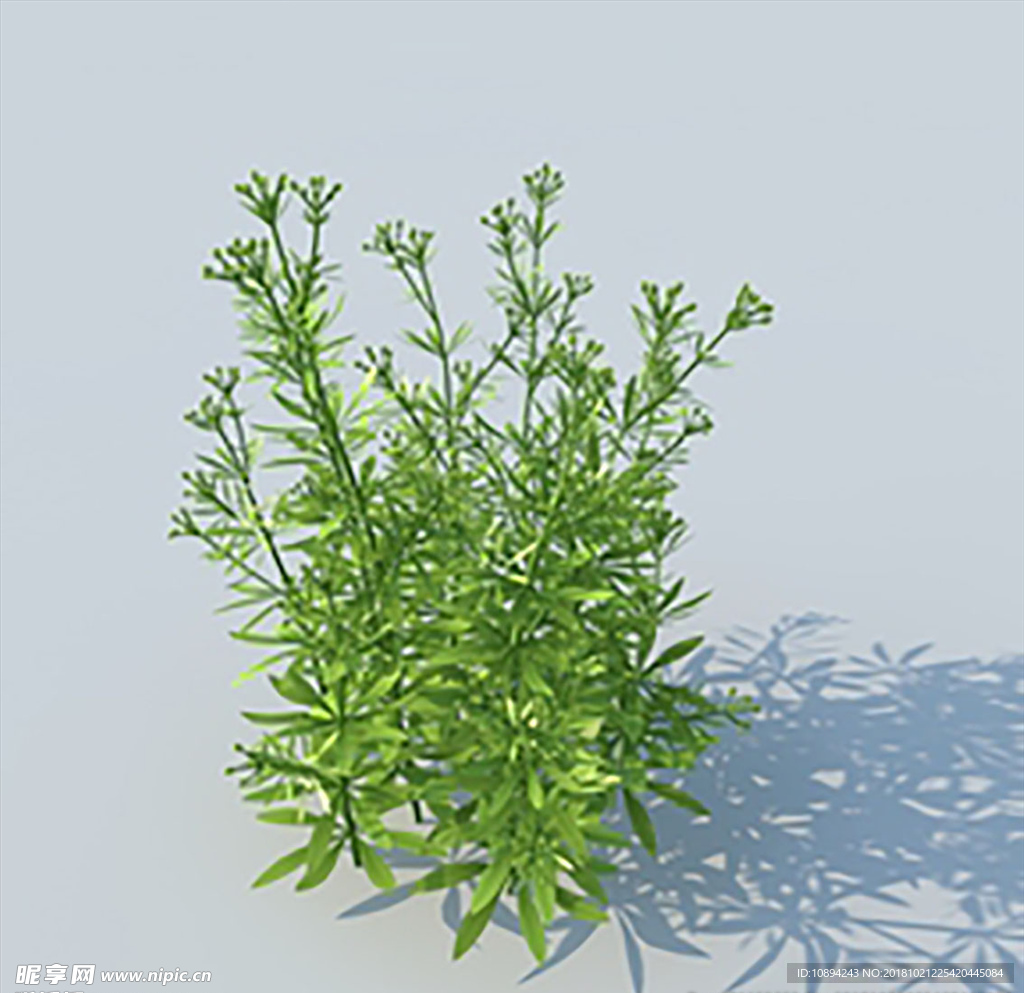 C4D植物模型