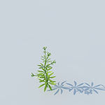 C4D植物模型