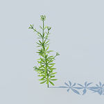 C4D植物模型