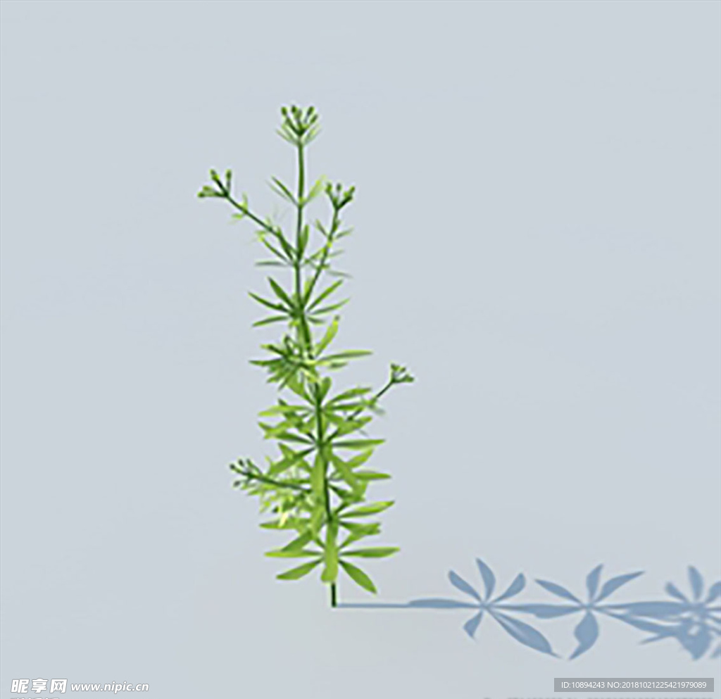 C4D植物模型