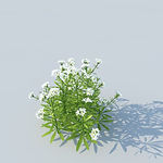 C4D植物模型