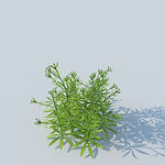 C4D植物模型