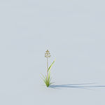 C4D植物模型