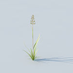 C4D植物模型