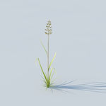 C4D植物模型