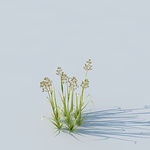 C4D植物模型