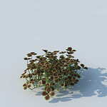 C4D植物模型