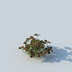 C4D植物模型