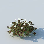 C4D植物模型
