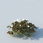 C4D植物模型