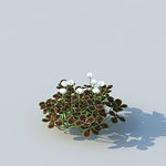 C4D植物模型