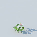 C4D植物模型