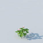 C4D植物模型