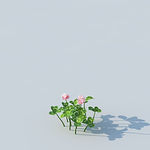 C4D植物模型