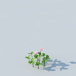 C4D植物模型