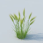 C4D植物模型