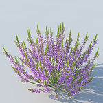 C4D植物模型