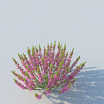 C4D植物模型