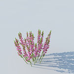 C4D植物模型