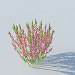 C4D植物模型