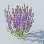 C4D植物模型