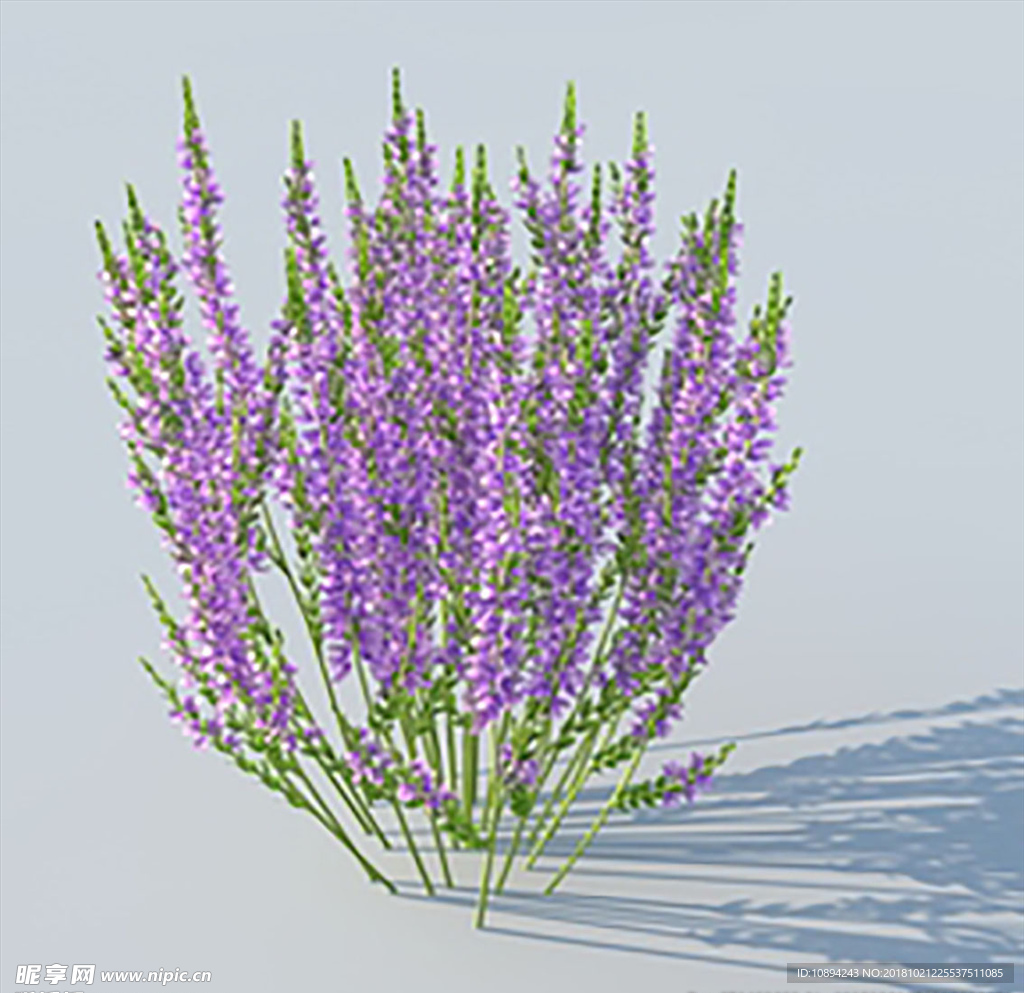 C4D植物模型