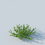 C4D植物模型