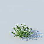 C4D植物模型