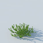 C4D植物模型