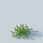 C4D植物模型