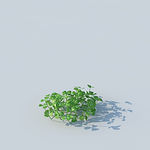C4D植物模型