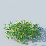 C4D植物模型