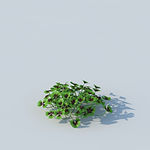 C4D植物模型