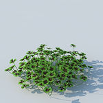 C4D植物模型