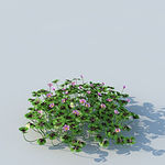 C4D植物模型