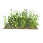 C4D植物模型
