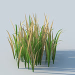 C4D植物模型